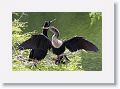 Anhinga Anhingas.